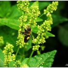 Biene auf Bingelkraut