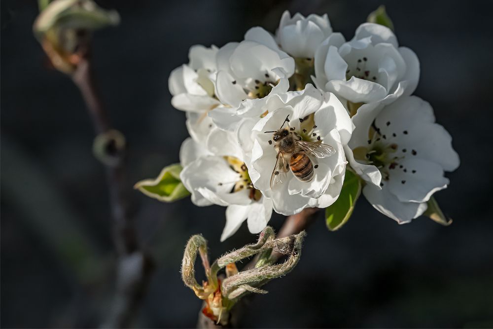 Biene auf Birnbaumblüte