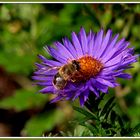 Biene auf blauer Aster