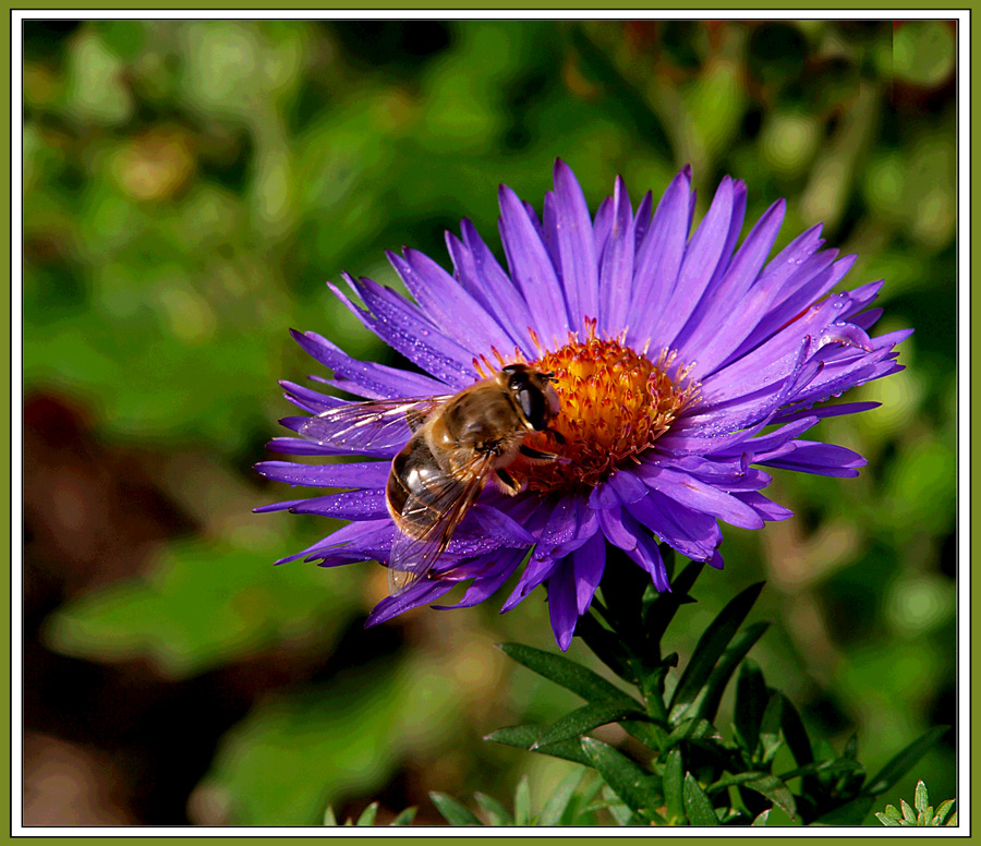 Biene auf blauer Aster