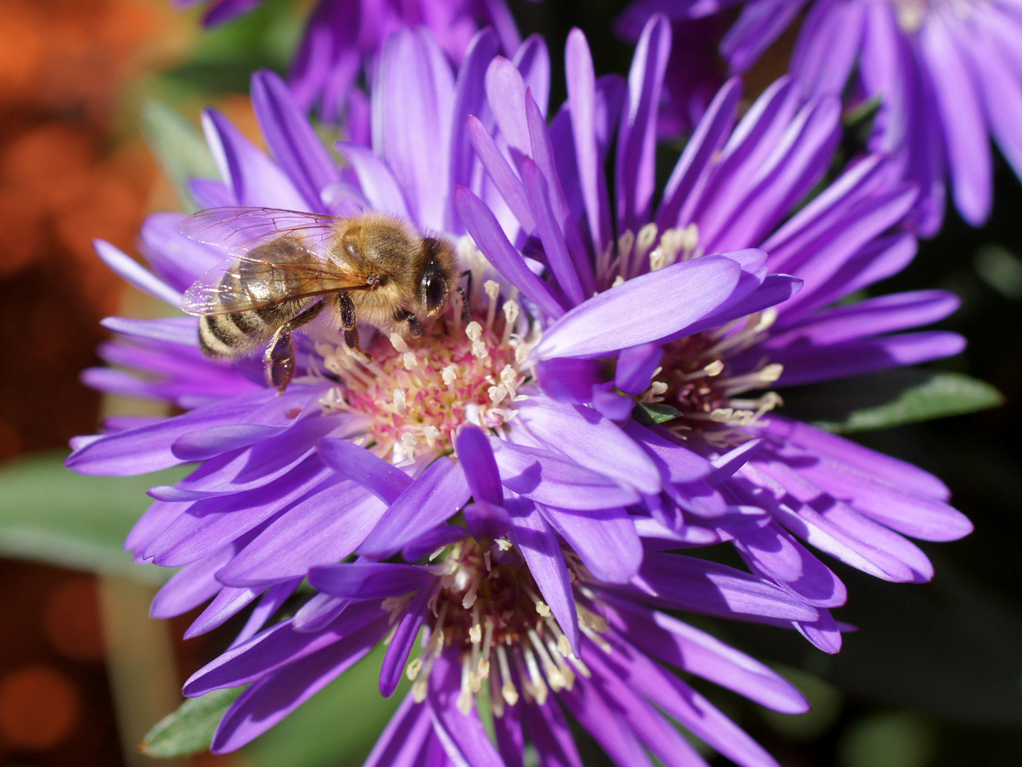 biene auf blauer aster