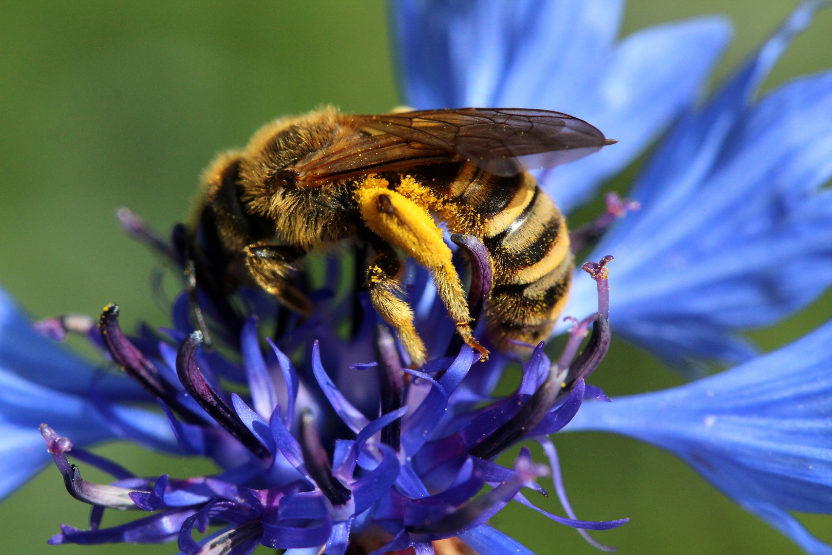 Biene auf blauer Blume