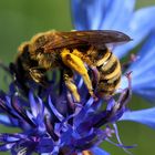 Biene auf blauer Blume