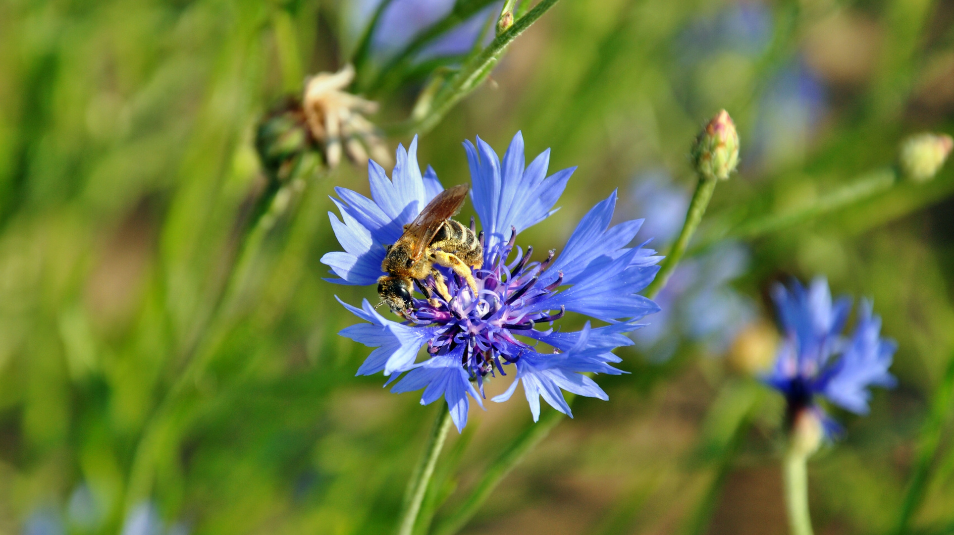 Biene auf blauer Blume