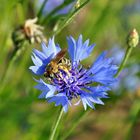 Biene auf blauer Blume