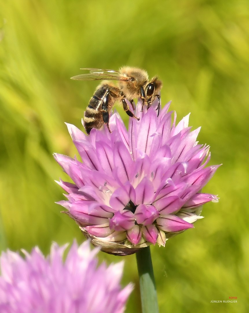Biene auf blühendem Schnittlauch