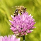 Biene auf blühendem Schnittlauch