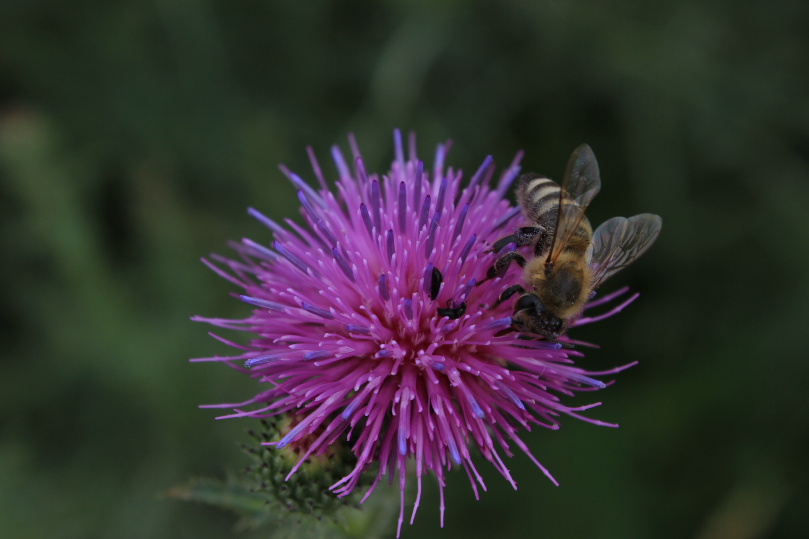 Biene auf blühender Distel