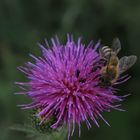 Biene auf blühender Distel