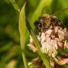 Biene auf Blüte 002a