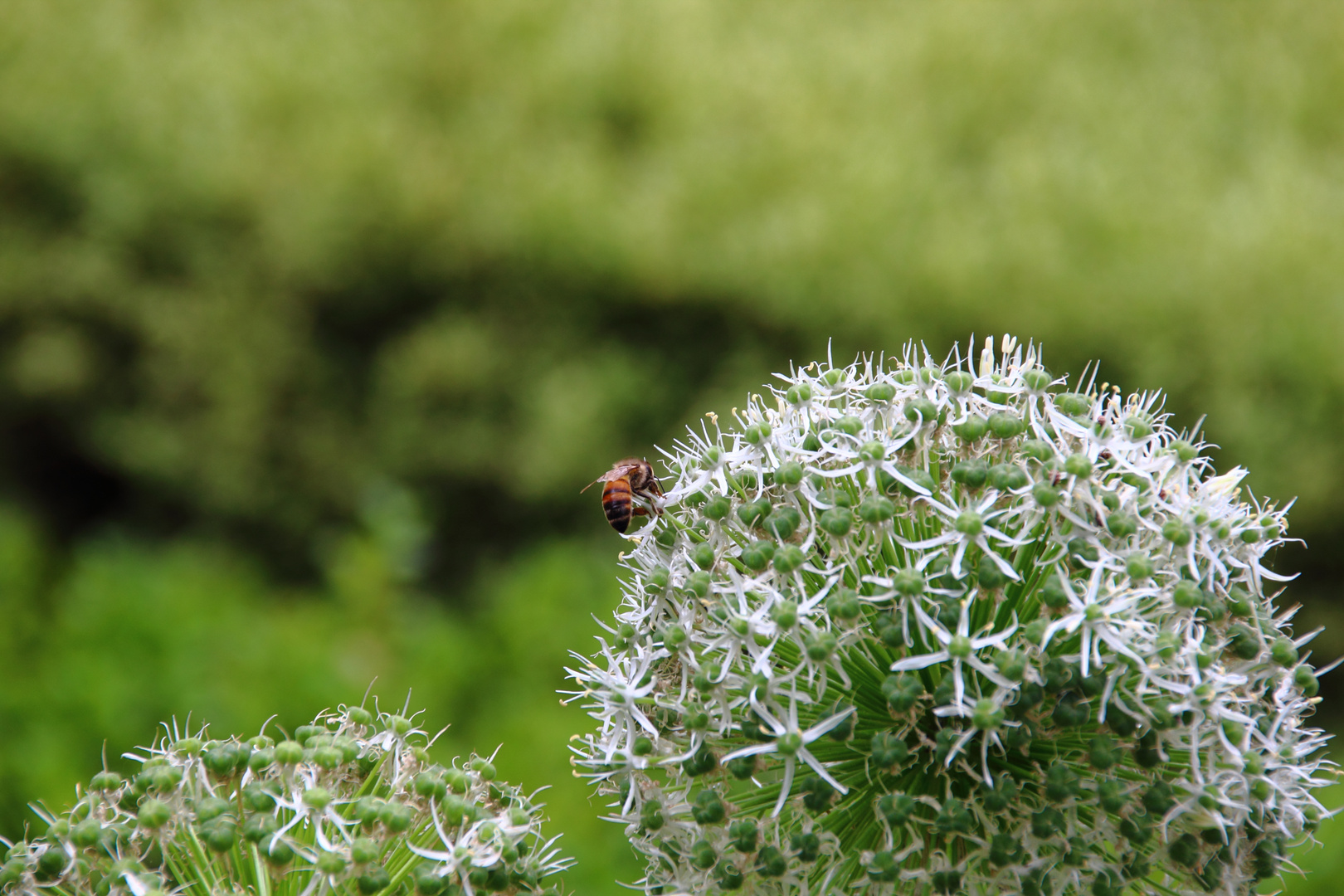 Biene auf Blüte