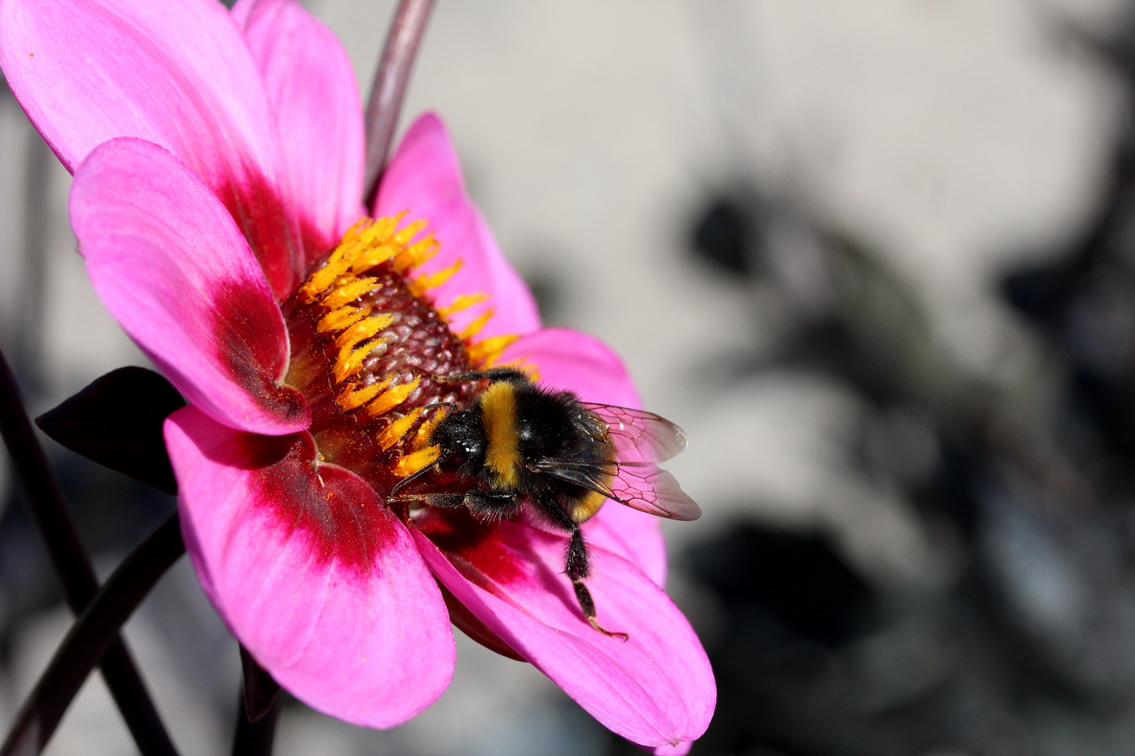 Biene auf Blüte