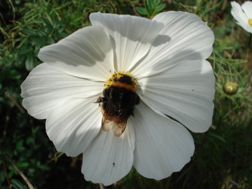 Biene auf Blüte