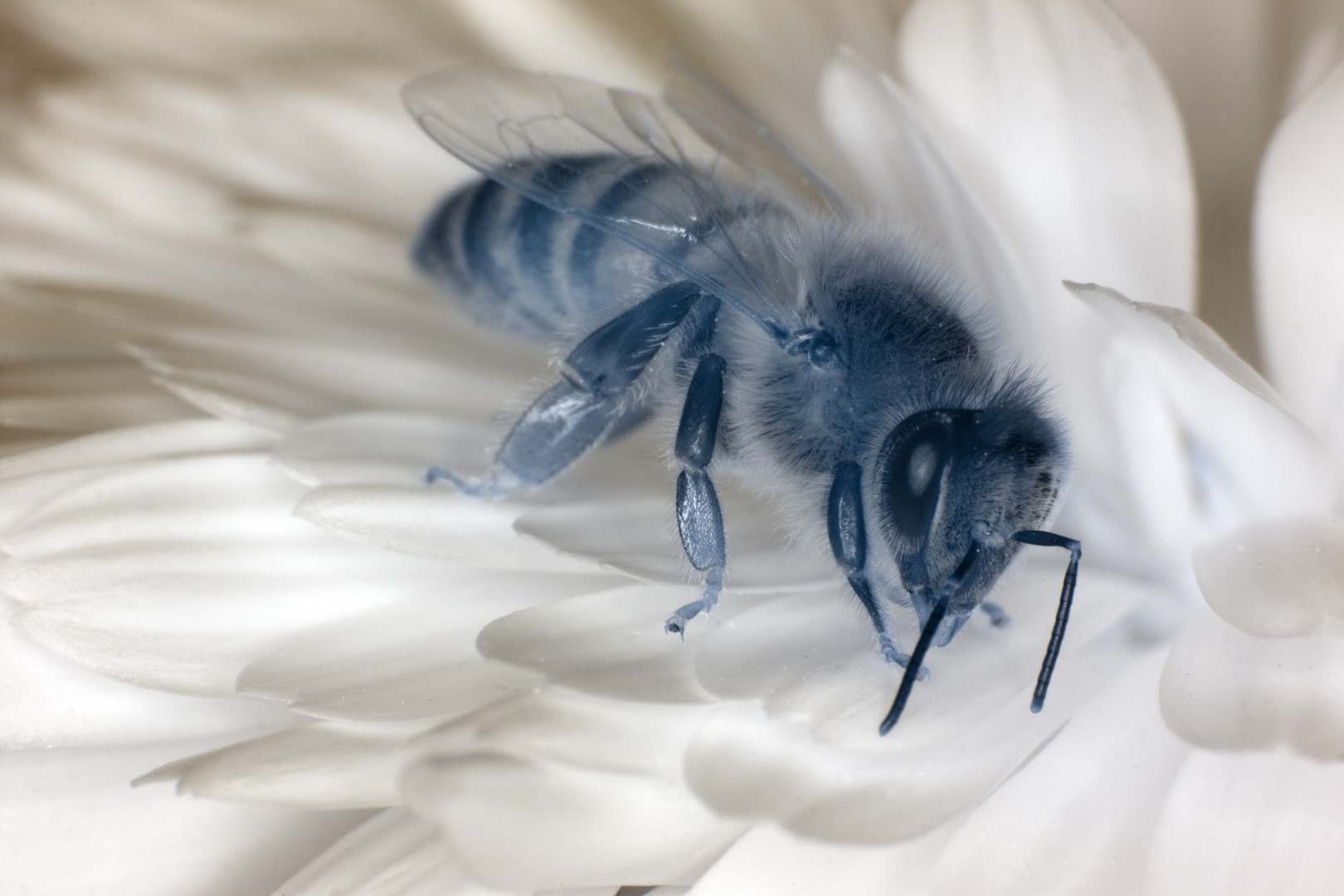 Biene auf Blüte