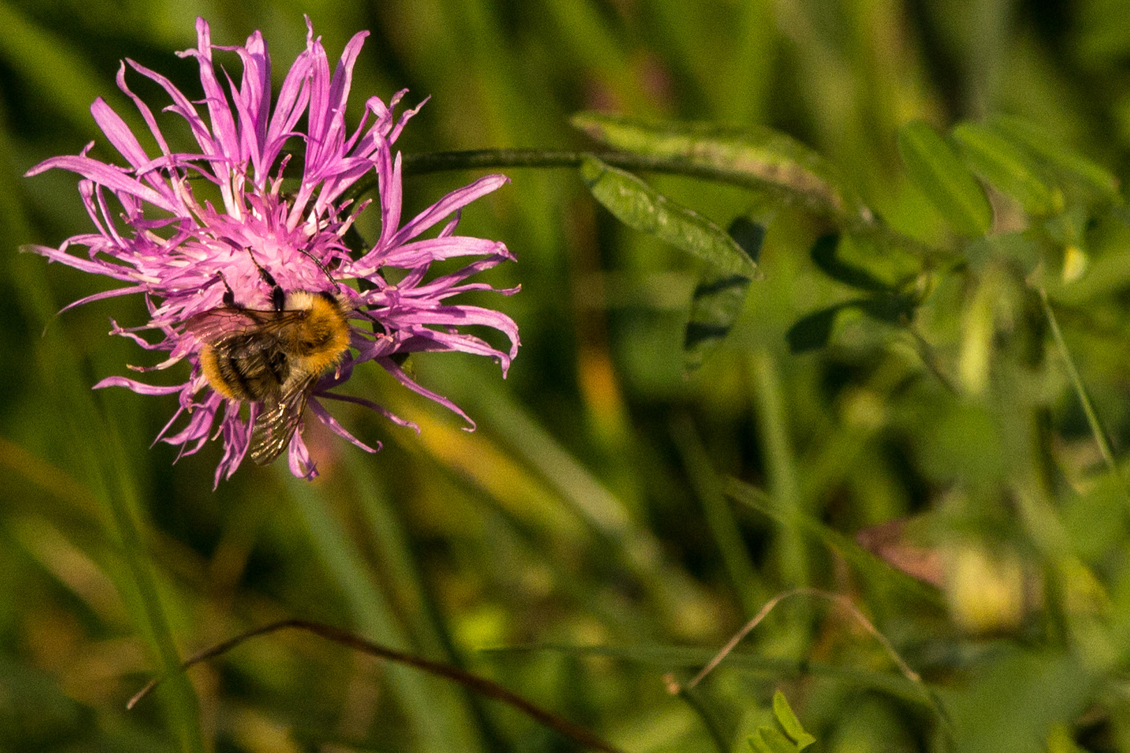 Biene auf Blüte