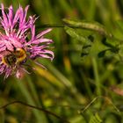 Biene auf Blüte