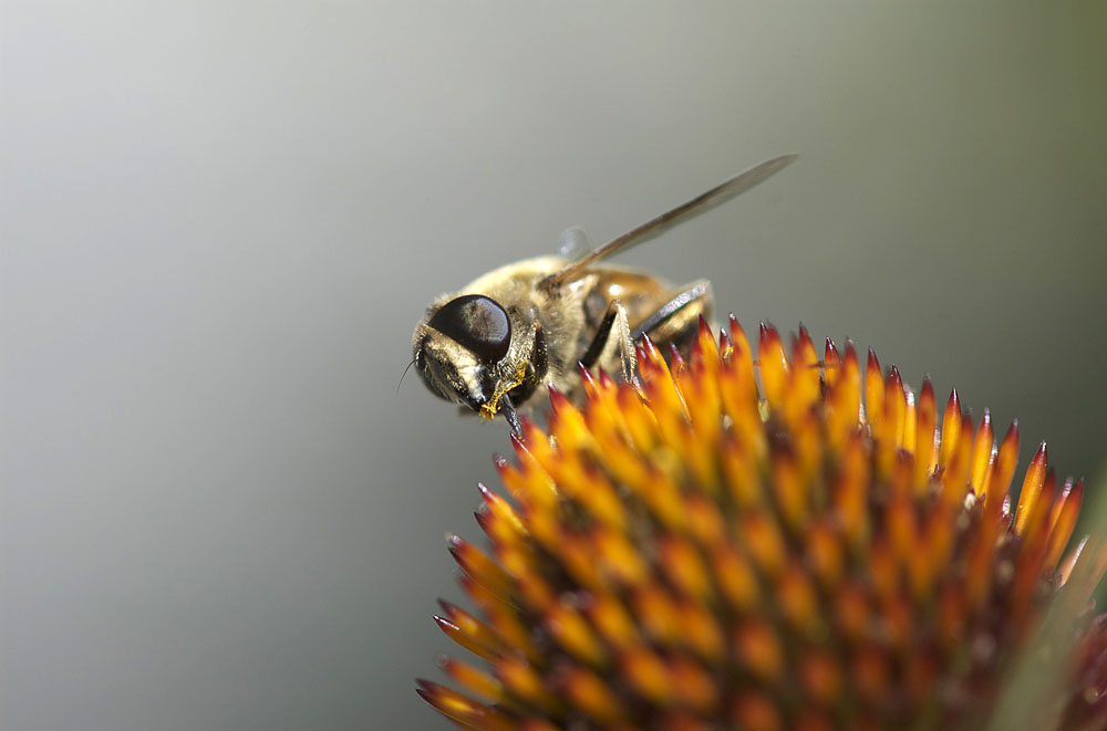 Biene auf Blüte