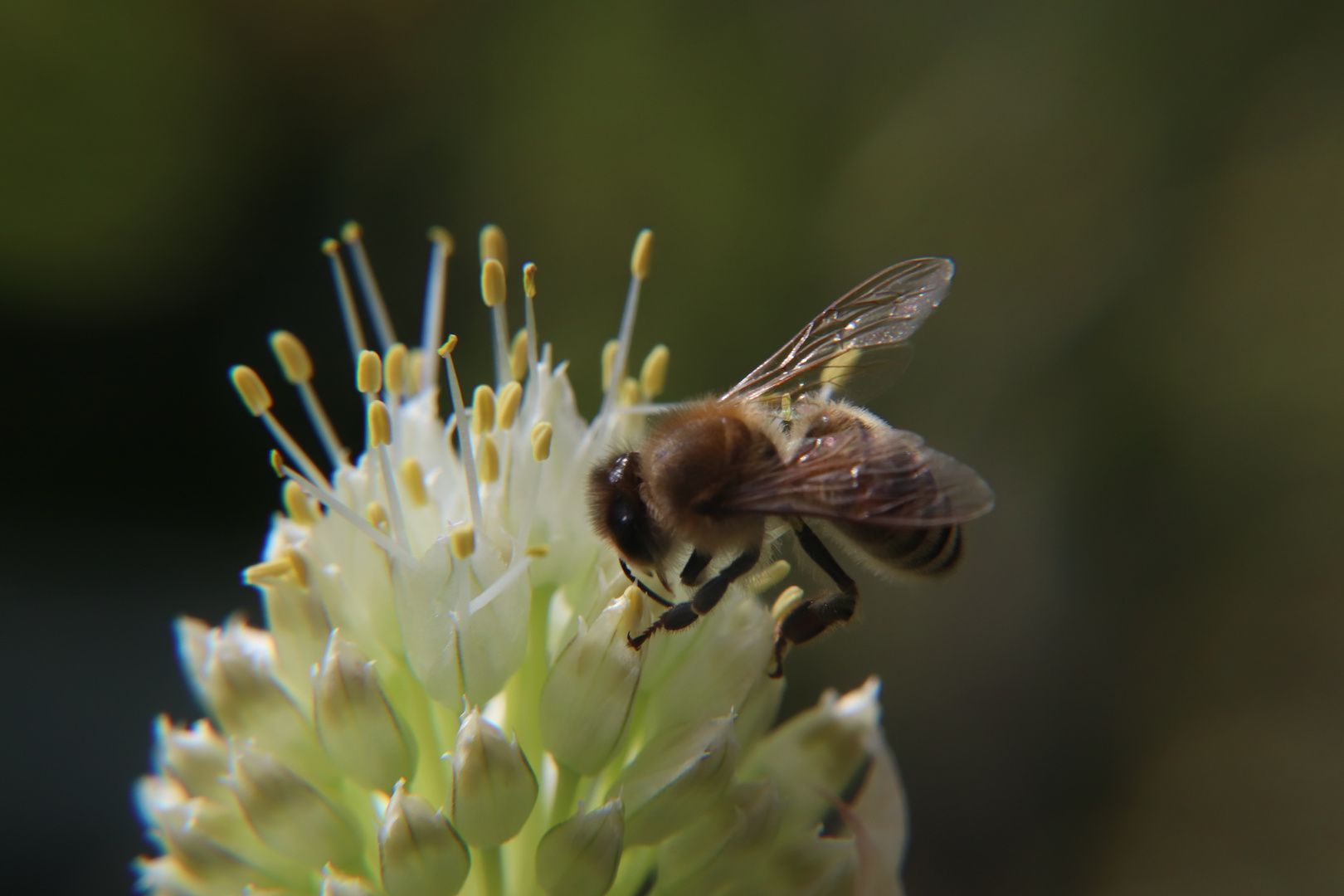 Biene auf Blüte