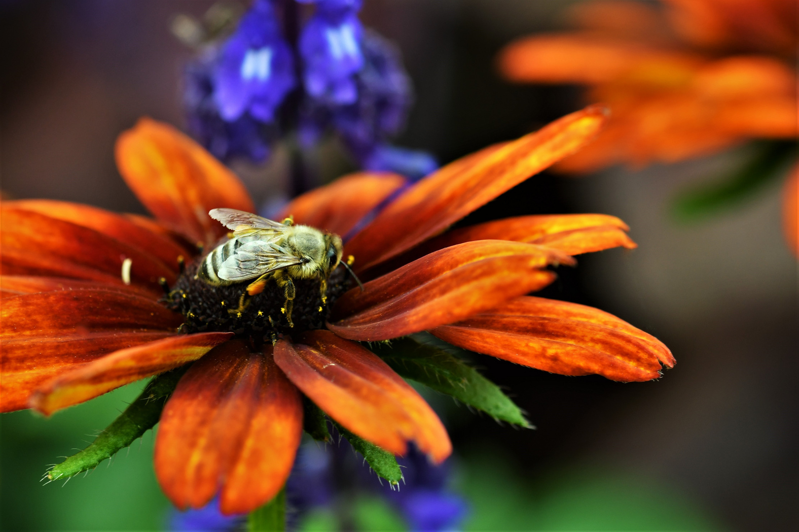 Biene auf Blüte