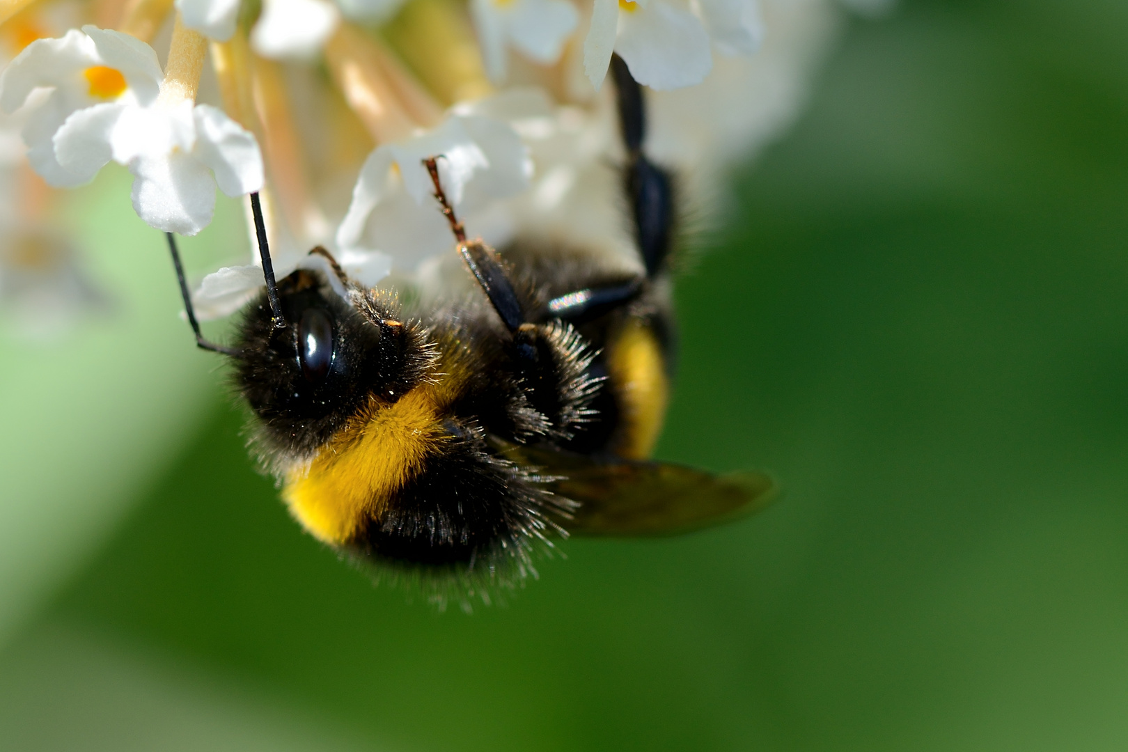 Biene auf Blüte (1)