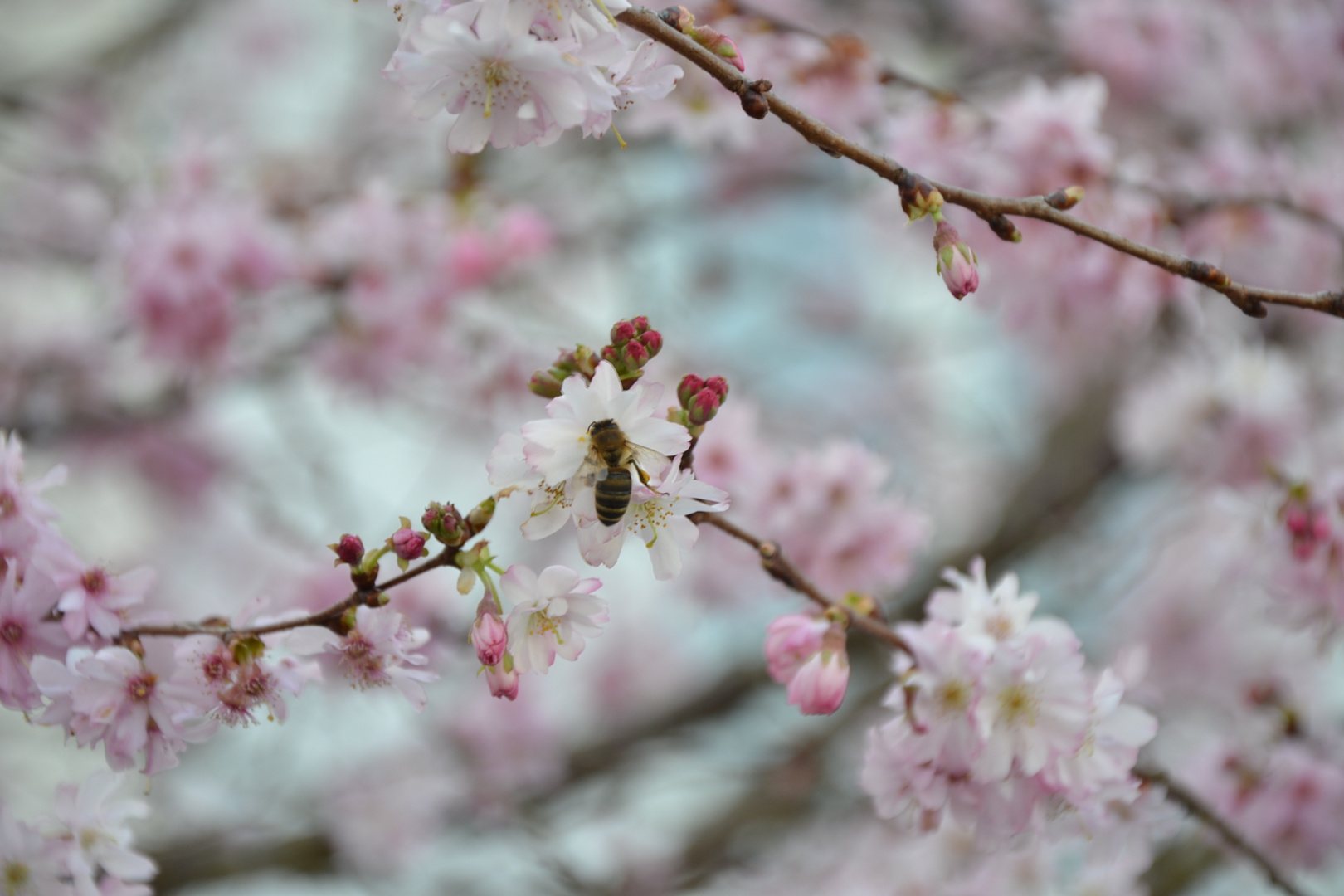 Biene auf Blüte