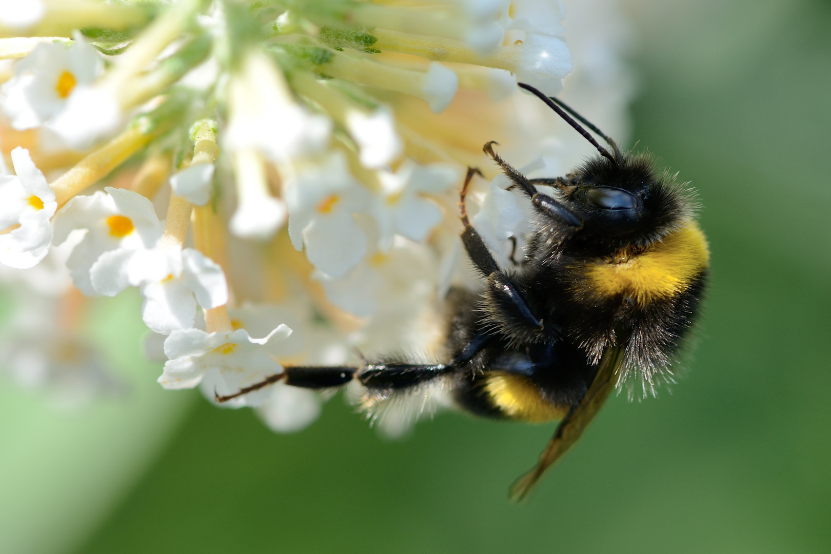 Biene auf Blüte (2)