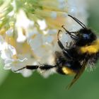 Biene auf Blüte (2)