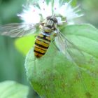 Biene auf Blüte