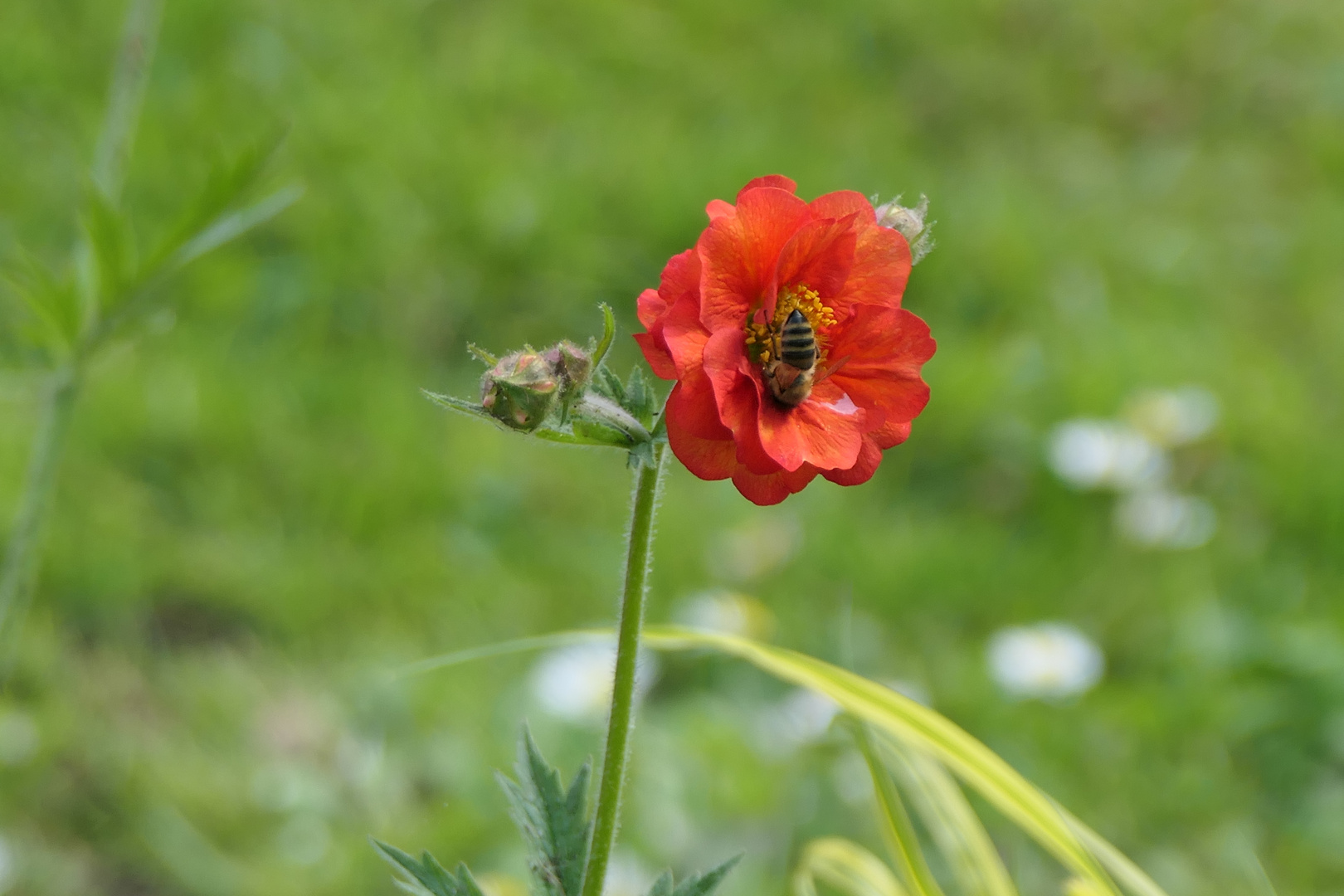 Biene auf Blüte