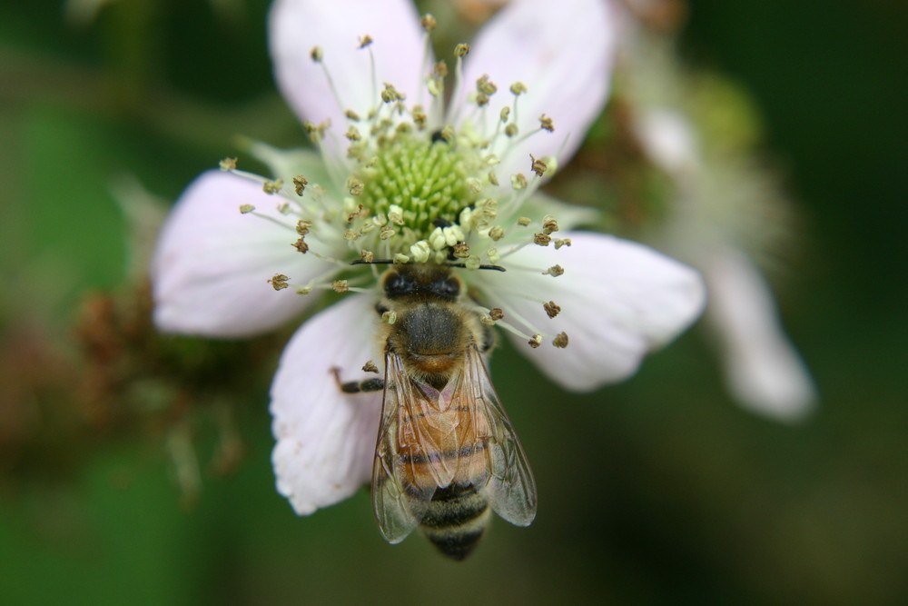 Biene auf Blüte