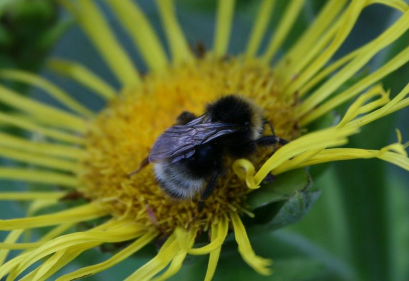 Biene auf Blüte