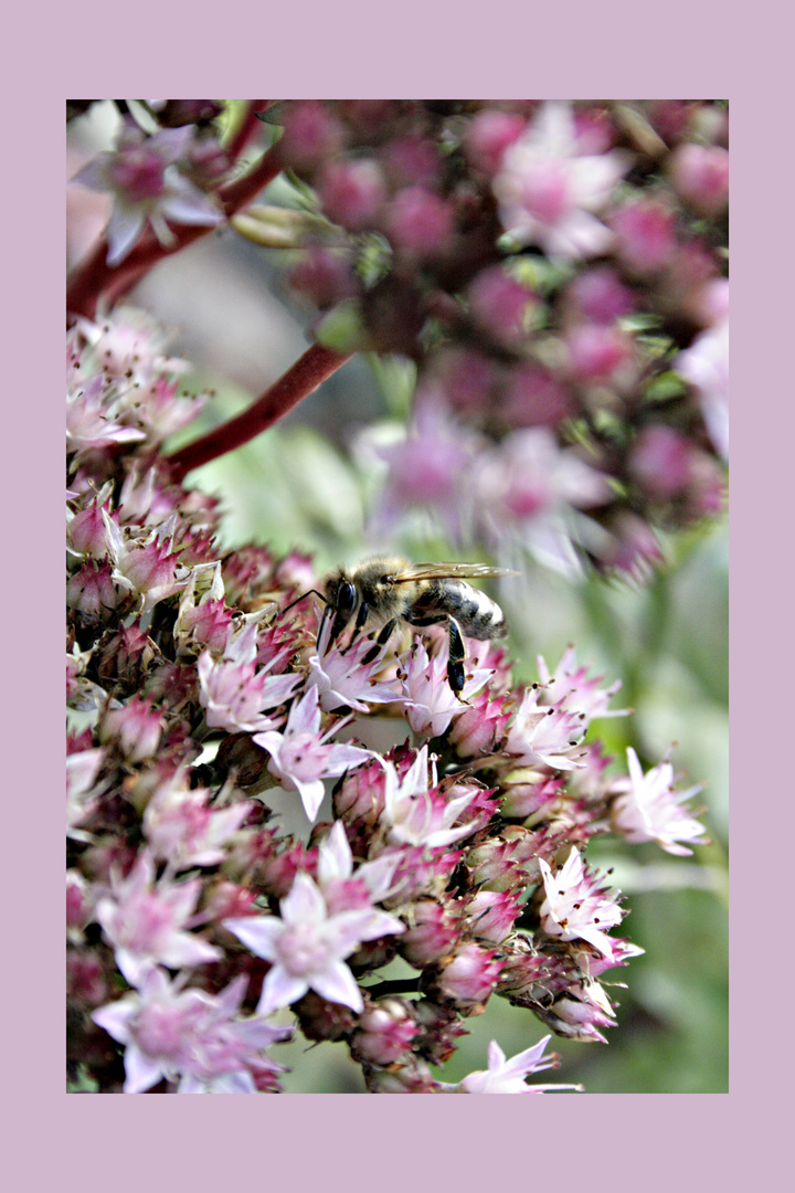 biene auf blüte