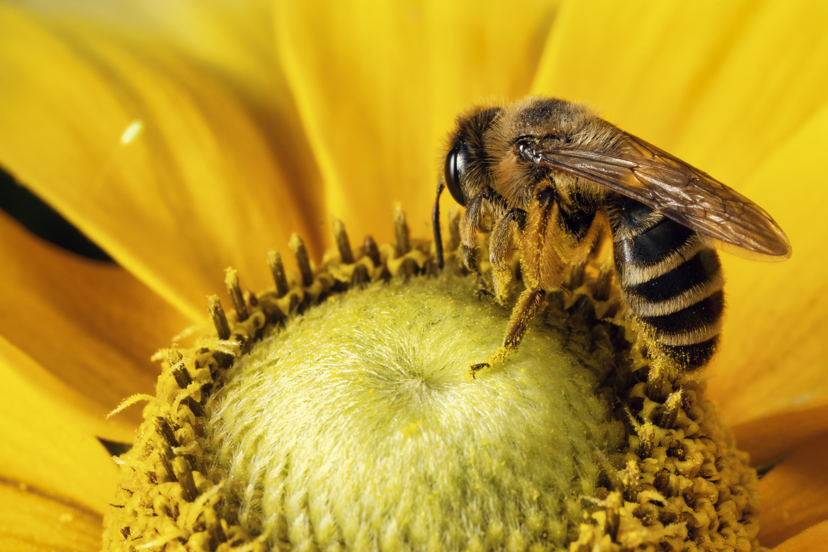 Biene auf Blüte