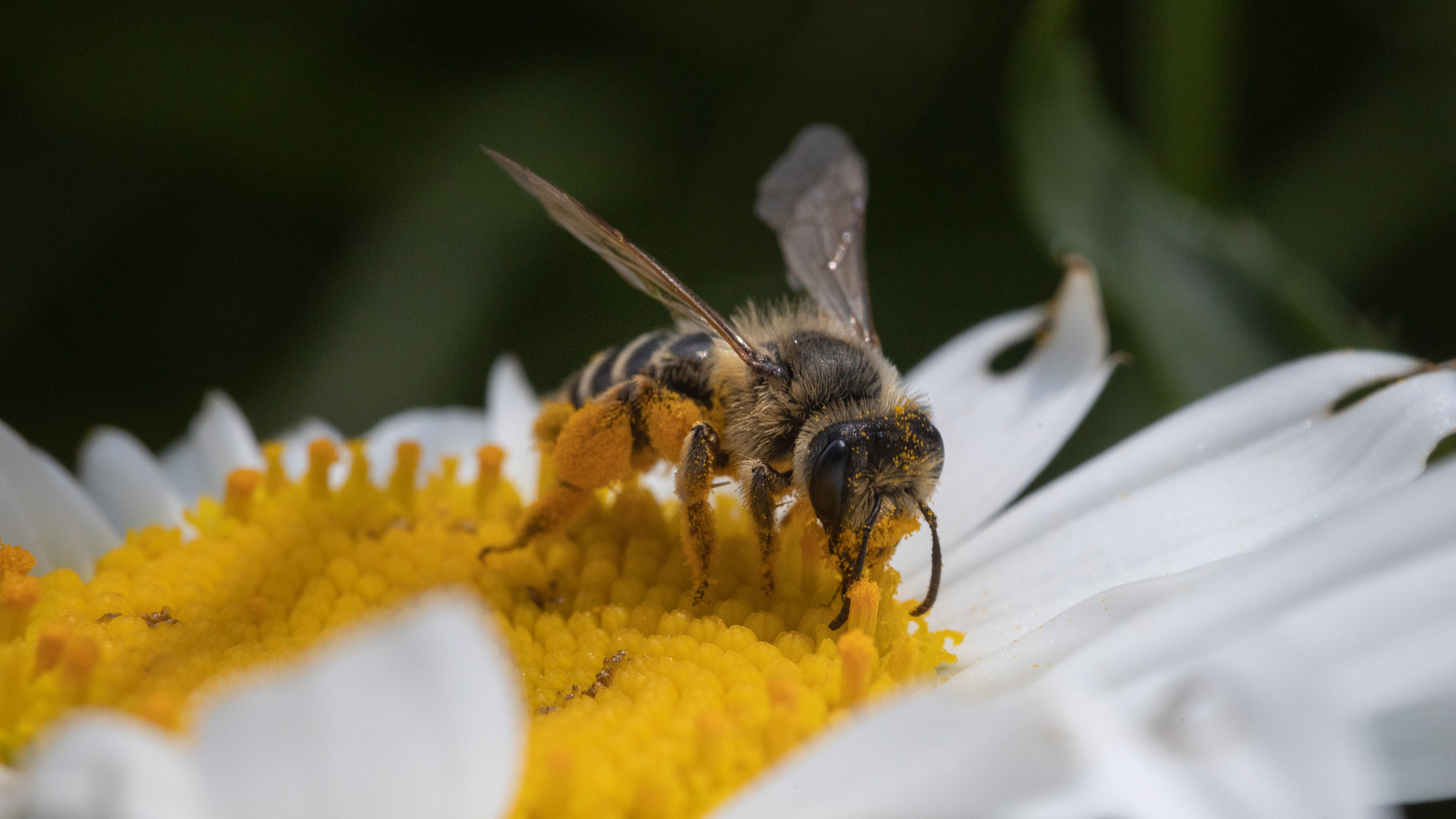 Biene auf Blüte