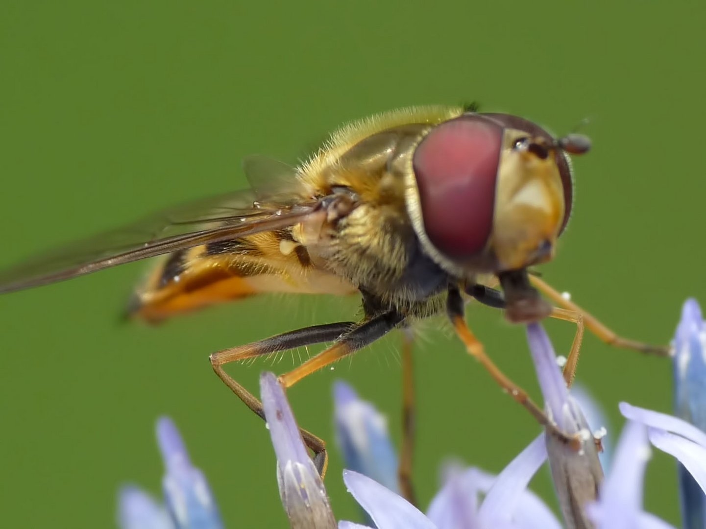 Biene auf Blüte