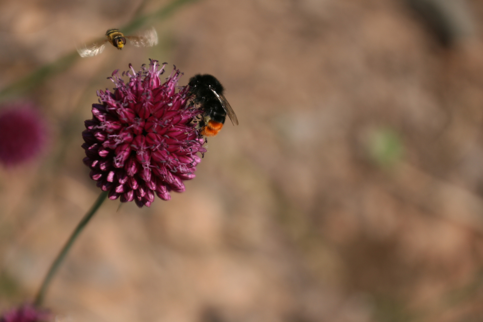 Biene auf Blüte