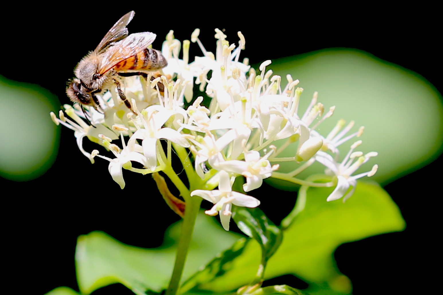 Biene auf Blüte