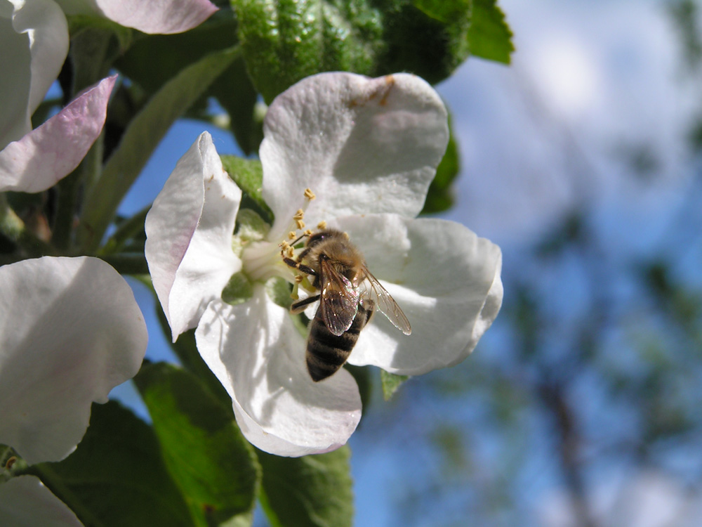 Biene auf Blüte