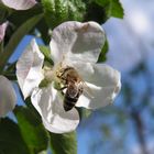 Biene auf Blüte