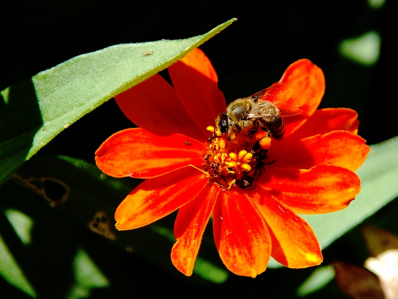 Biene auf Blüte