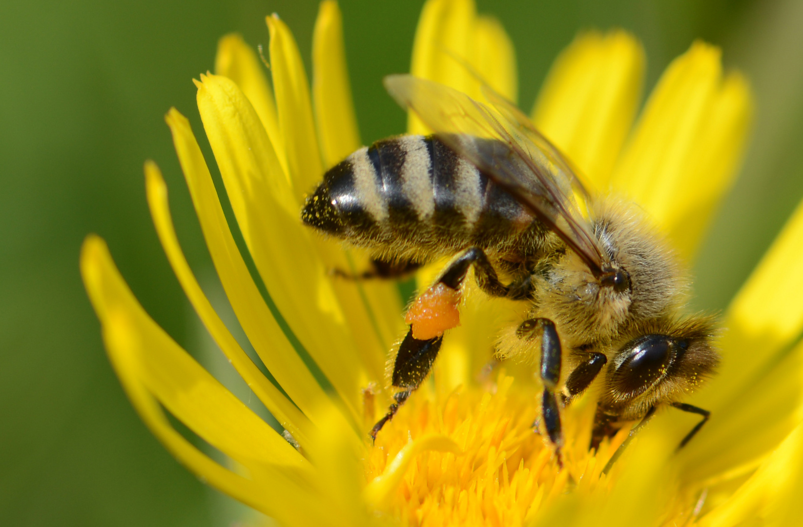 Biene auf Blüte