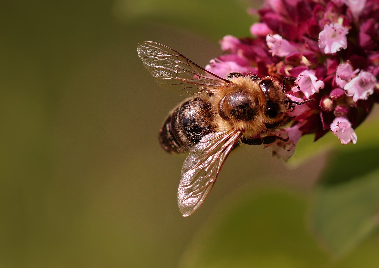 Biene auf Blüte