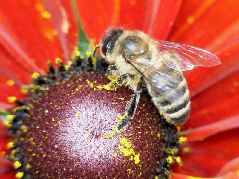 Biene auf Blüte