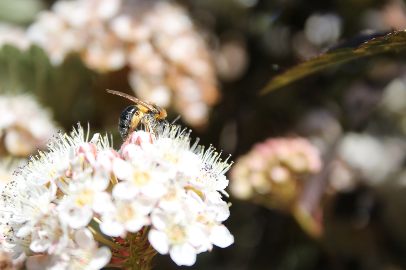 Biene auf Blüte