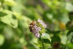 Biene auf Blüte