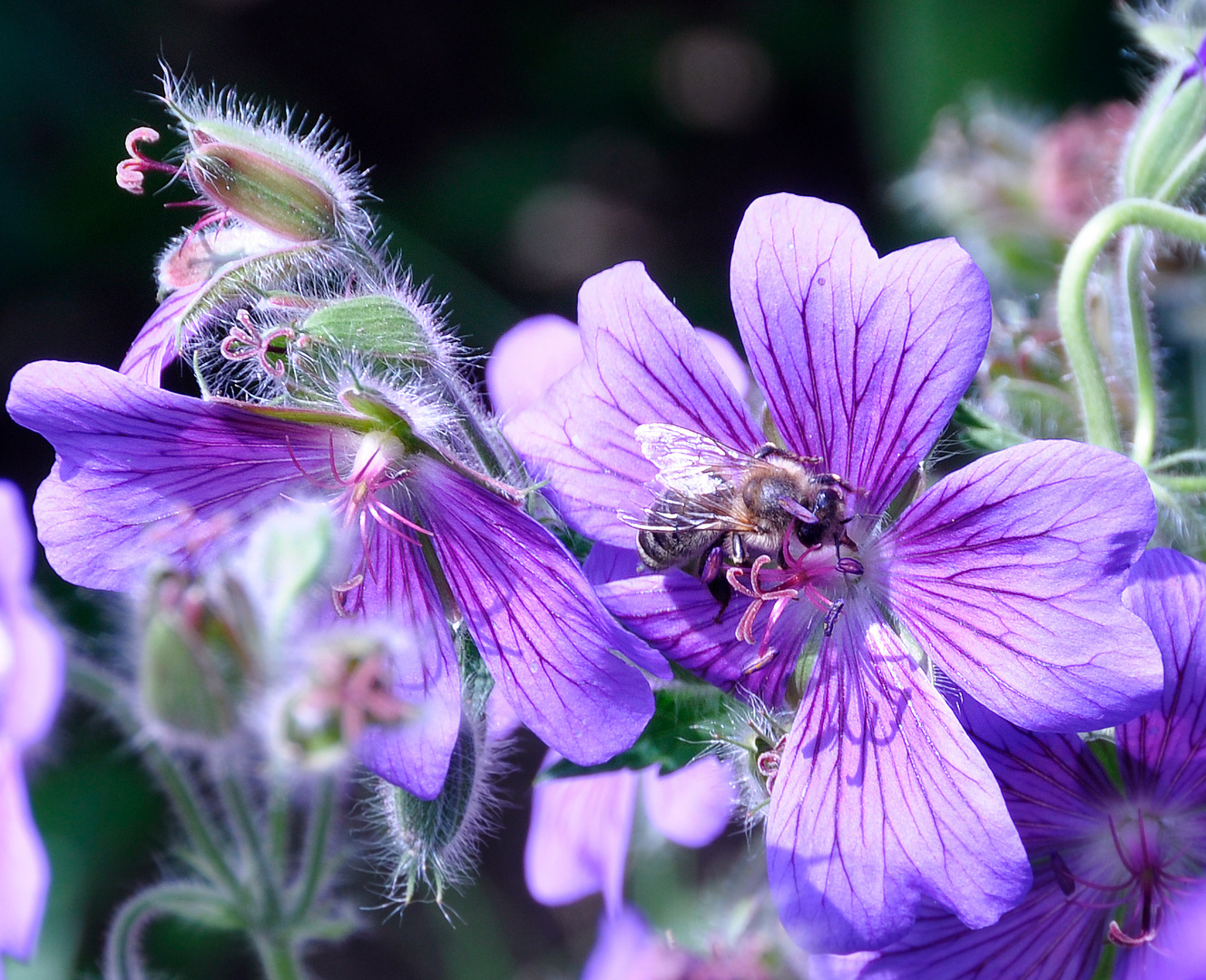 Biene auf Blüte