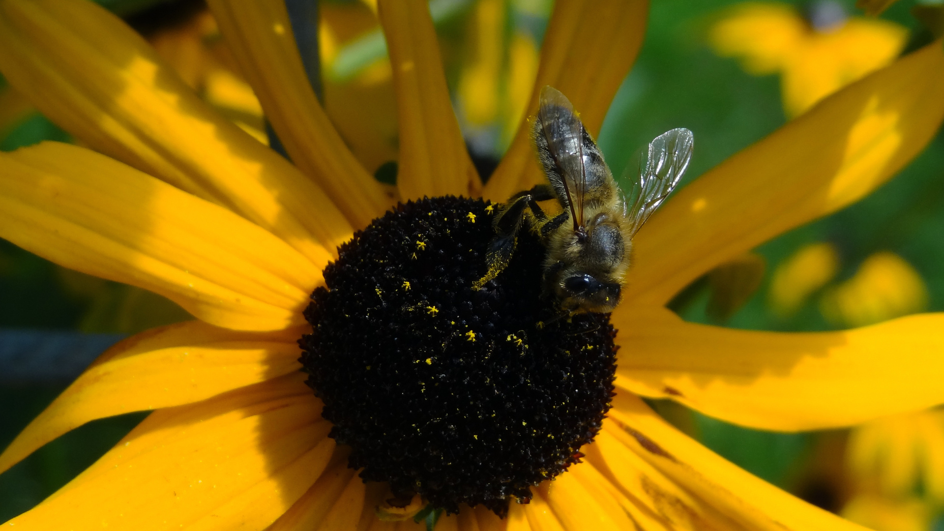 Biene auf Blüte