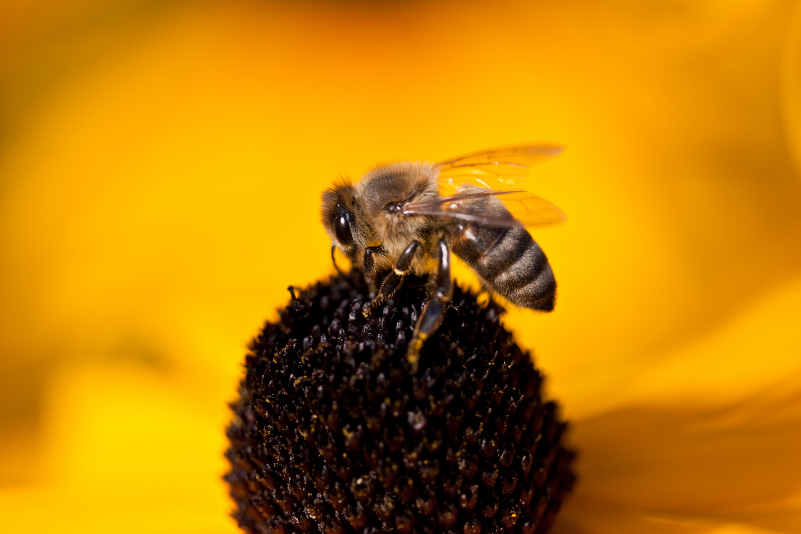 Biene auf Blüte