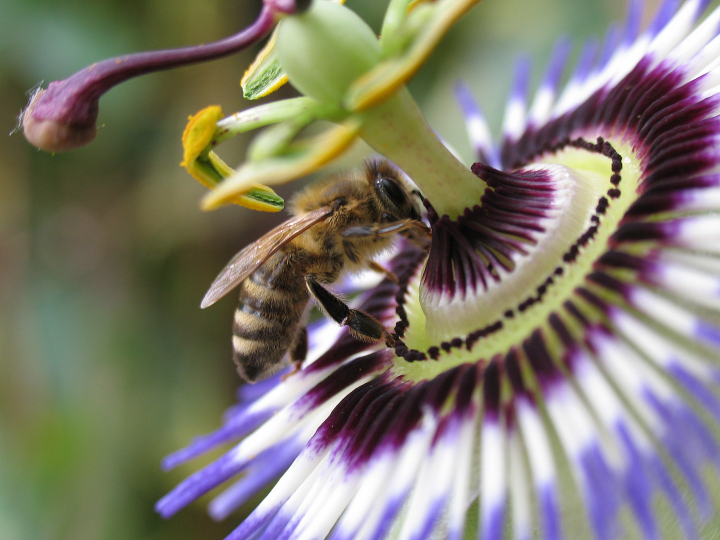 Biene auf Blüte