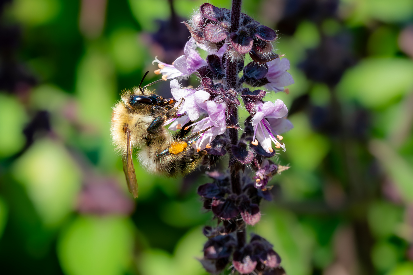 Biene auf Blüte